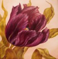 Purple Tulip